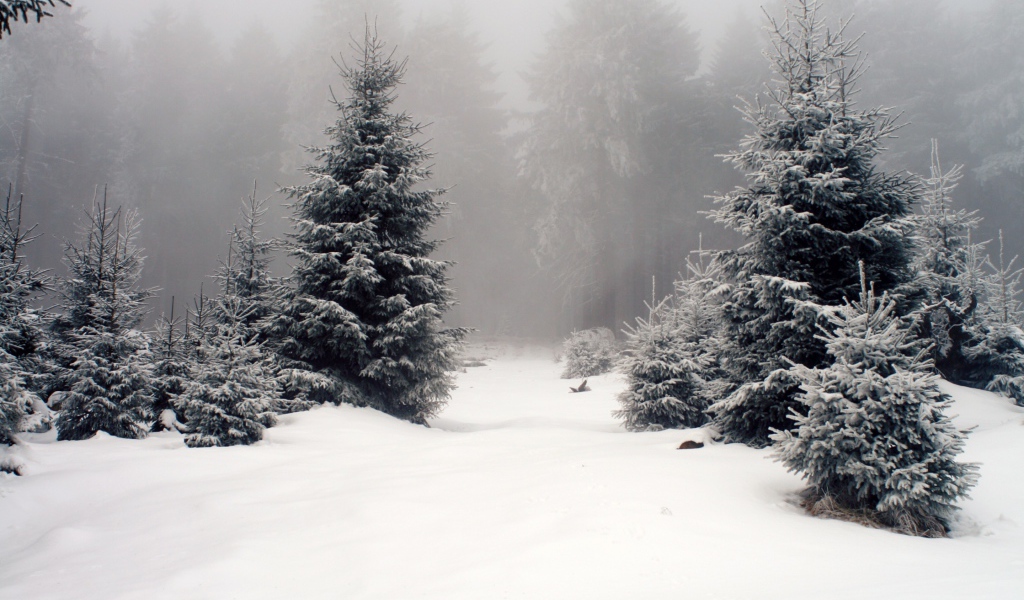 Елки в зимнем лесу