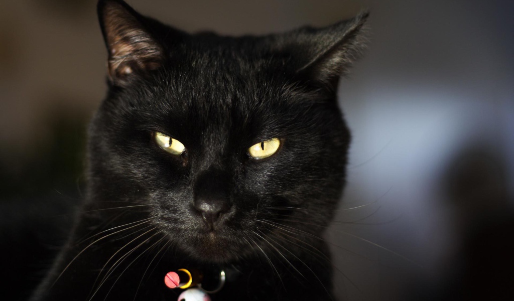 Чёрный кот чем-то недоволен