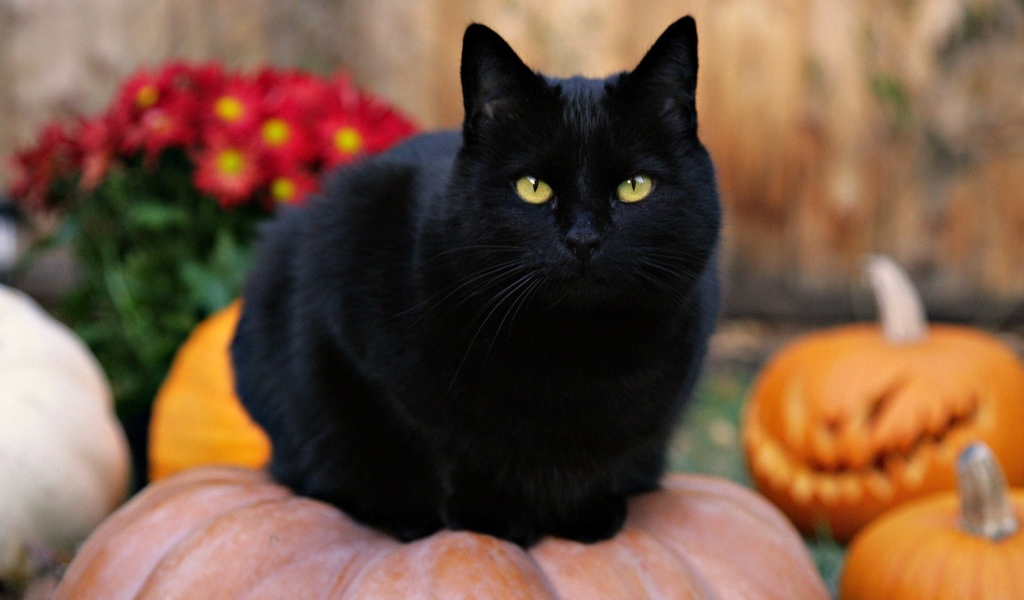 Чёрный кот на тыкве