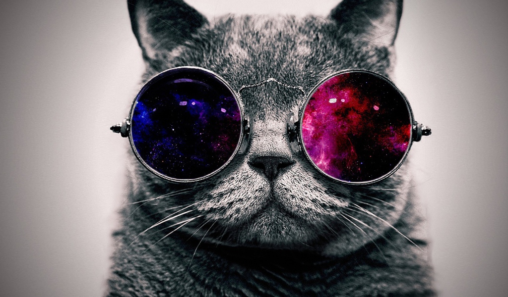 Кот в цветных очках