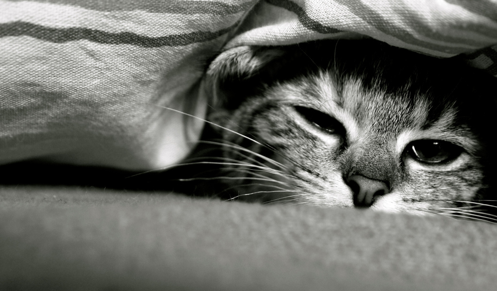 Смешной кот под одеялом