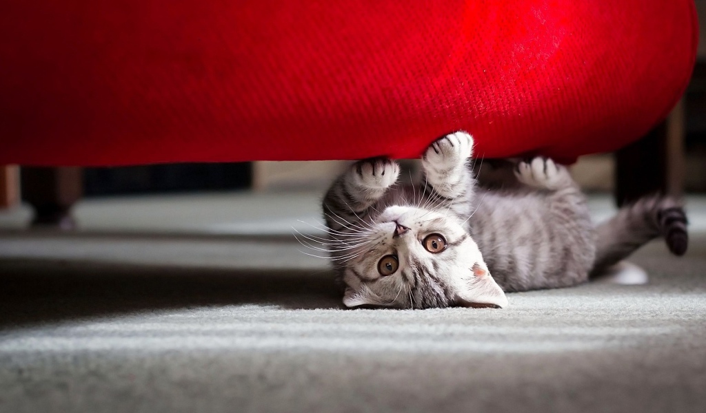 Котенок под диваном