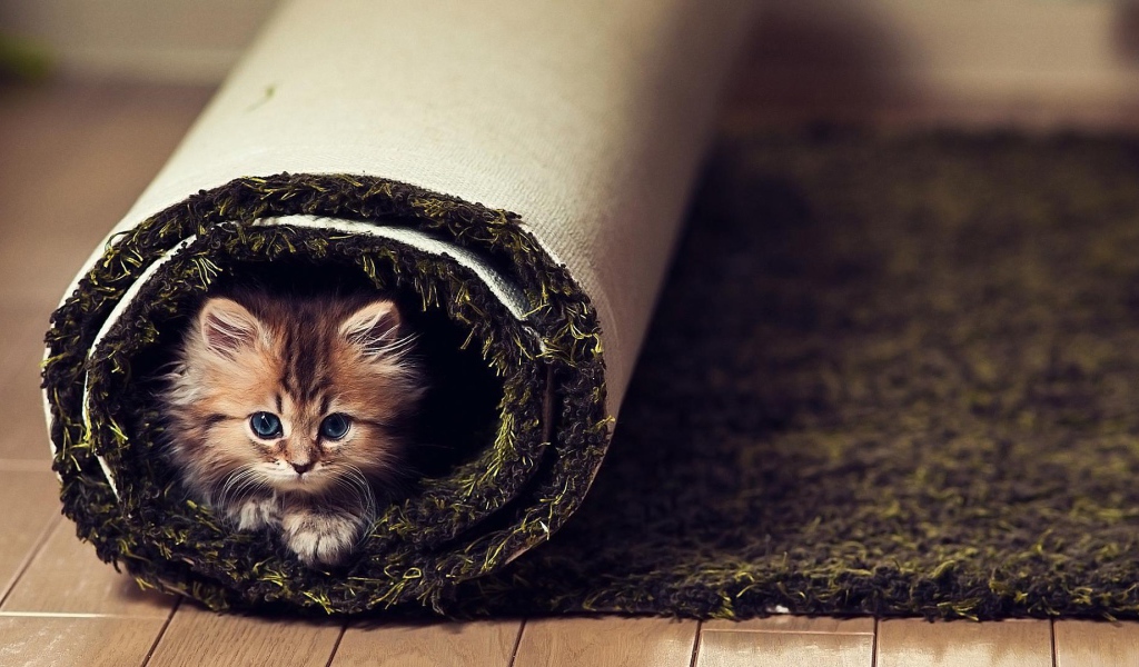 Маленький смешной кот в ковре