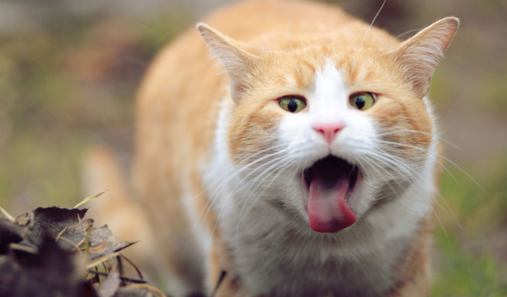 Рыжий кот и язык
