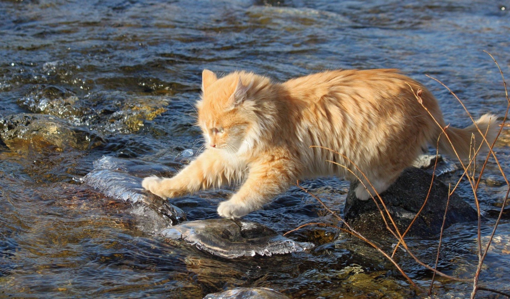 Рыжий кот переходит через речку