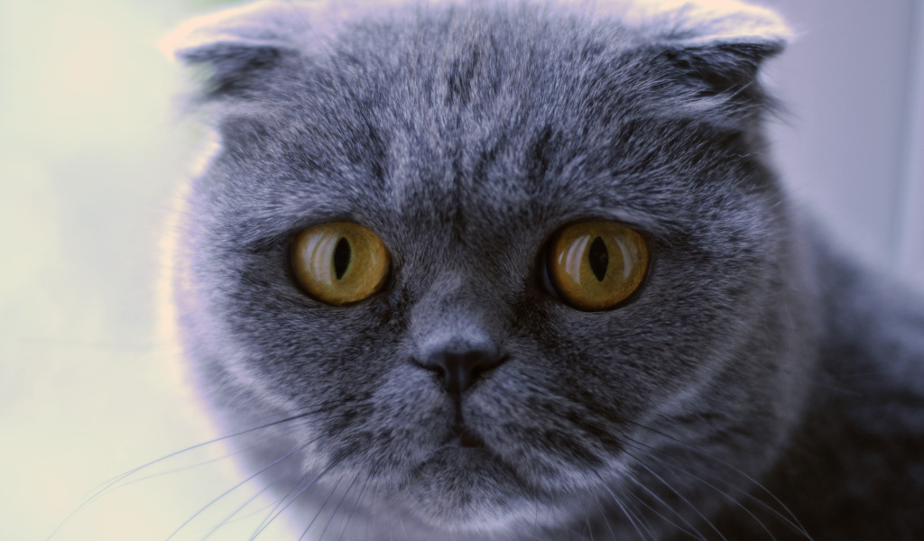 Серьёзный серый шотландский вислоухий кот