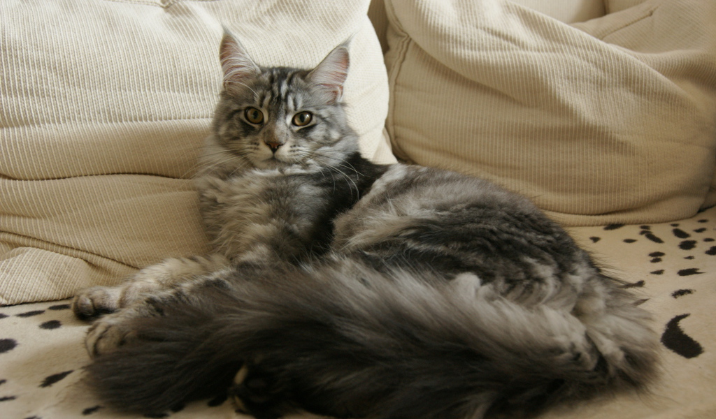 Серебристый кот мейн-кун разлёгся на хозяйской кровати