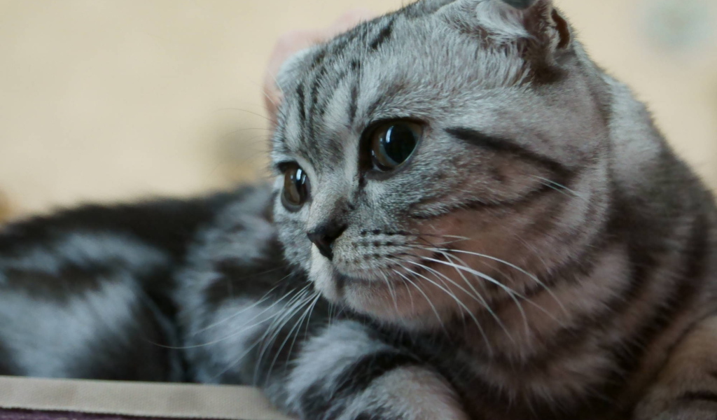 Серебристый красивый шотландский вислоухий кот