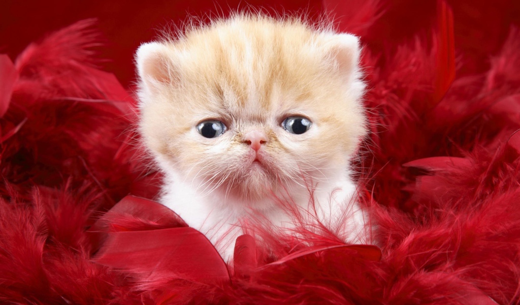 Маленький персидский кот в красных перьях