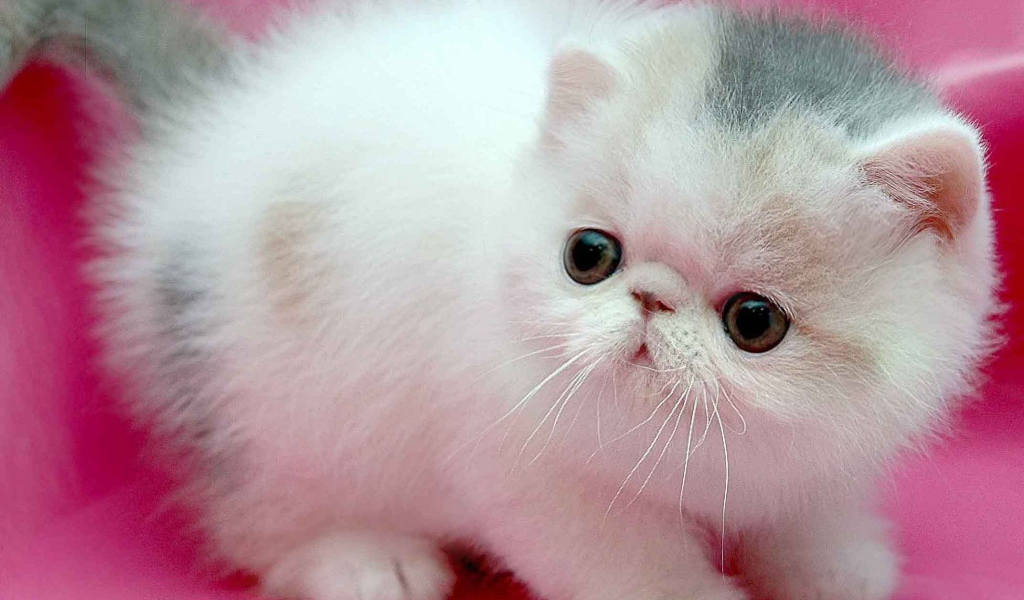 Маленький персидский кот на розовом фоне