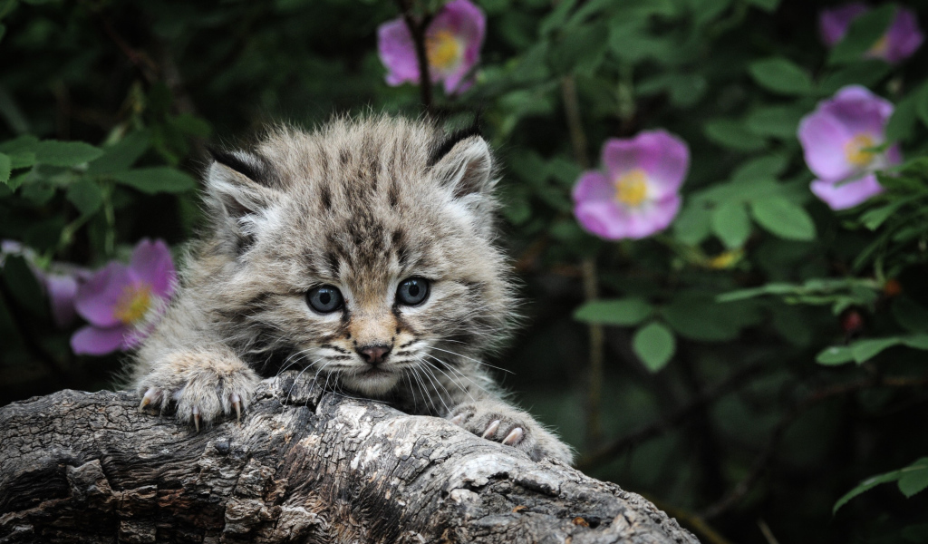 Маленький серебристый кот мейн-кун на дереве