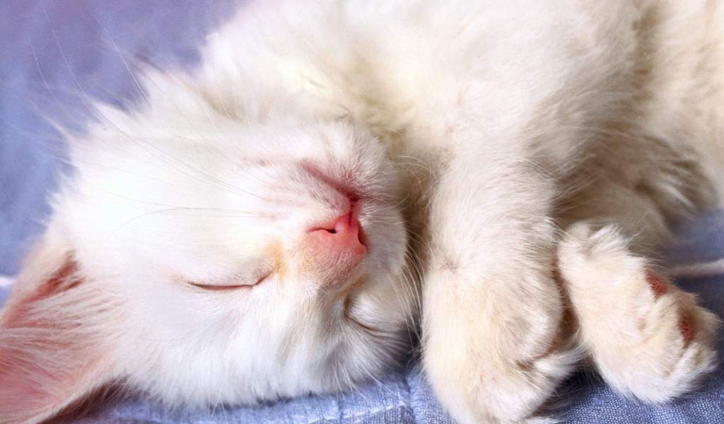 Маленький белый кот видит десятый сон