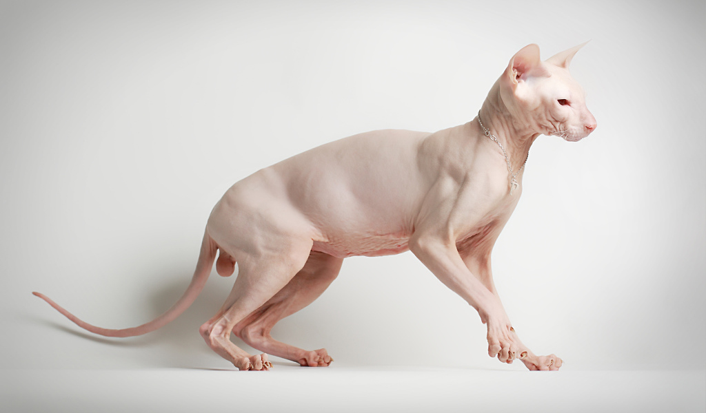 Sphynx cat posing on a white background
