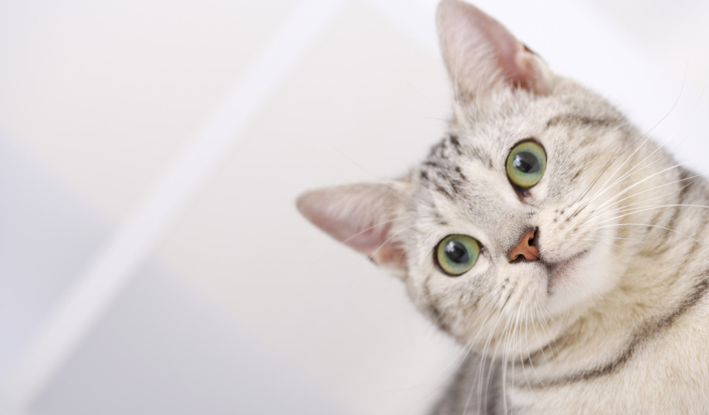 Полосатый серый кот с зелёными глазами