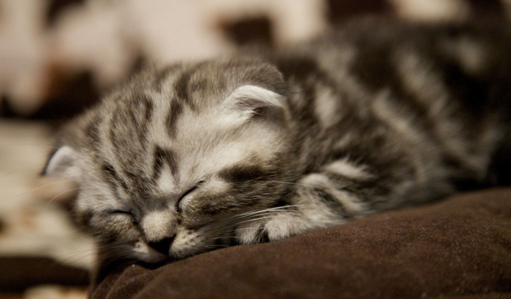 Совсем маленький шотландский вислоухий кот спит
