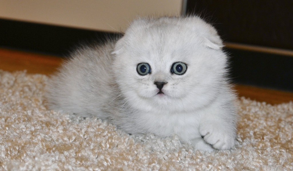 Белый маленький испуганный шотландский вислоухий кот