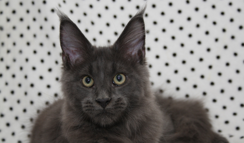 Молодой серый кот мейн-кун