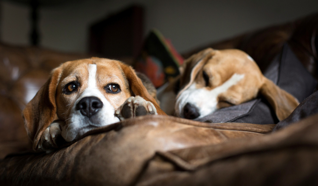 Собаки породы бигль отдыхают на коричневом диване