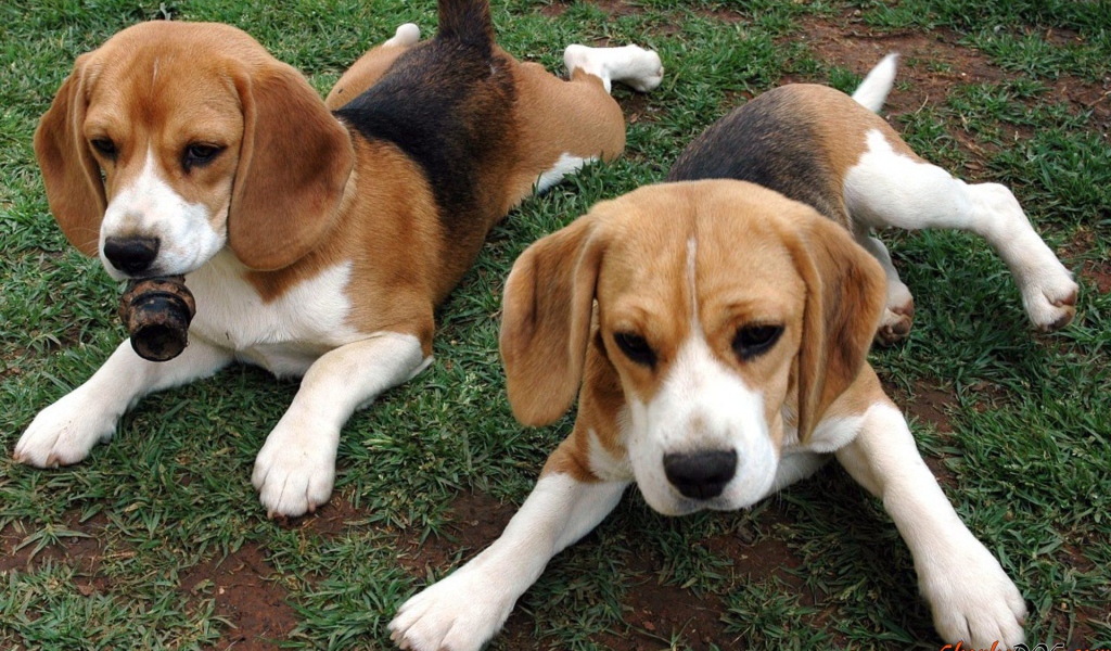 Собаки породы бигль отдыхают на траве