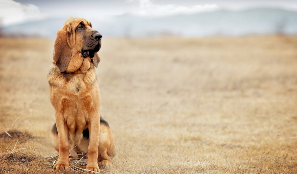 Beautiful bloodhound sitting in a field