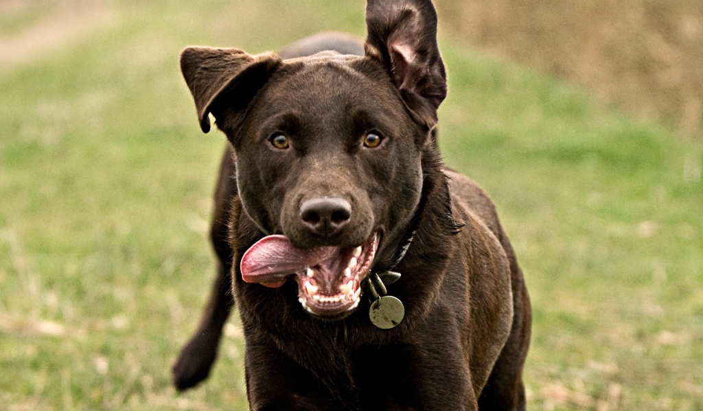 Собака бежит высунув язык