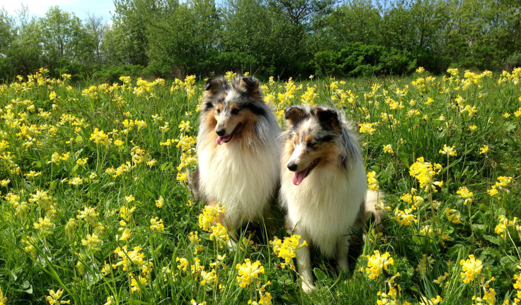 Две красивые собаки породы шелти в цветах