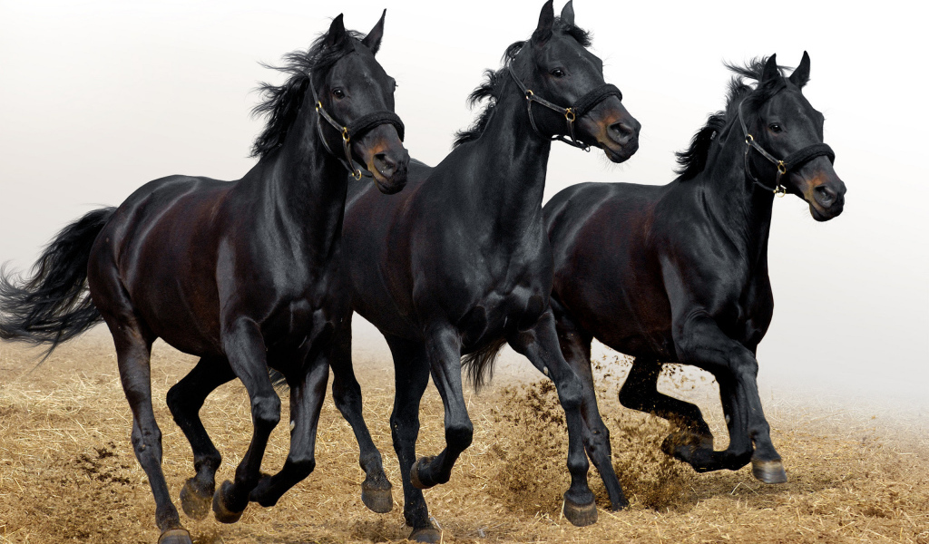 Три лошади