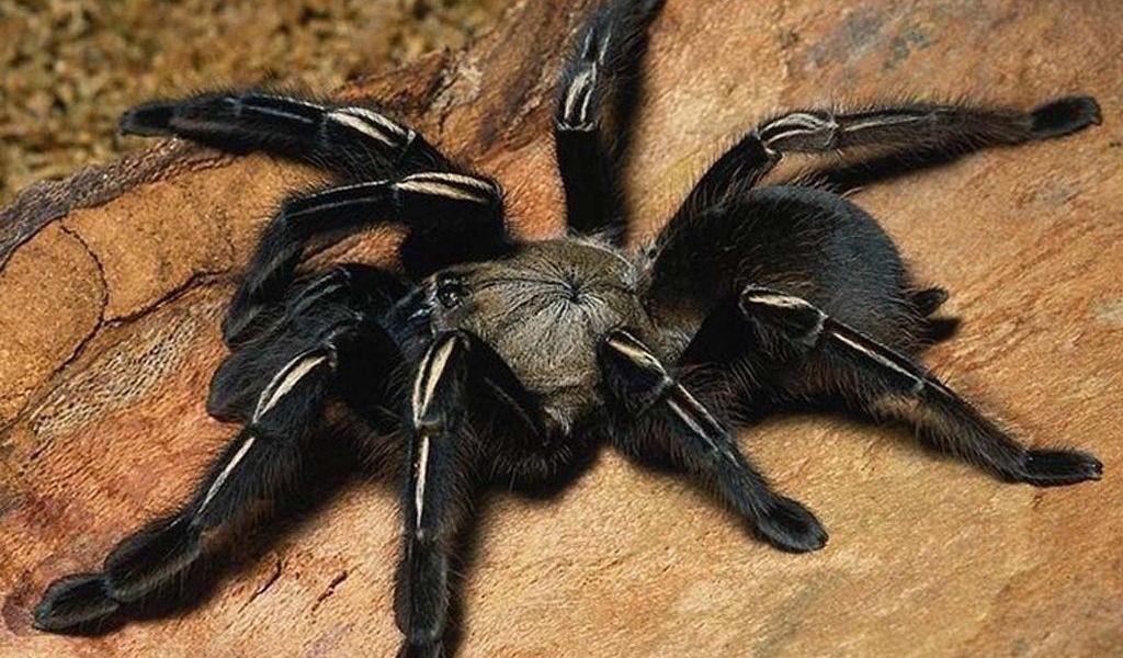 Насекомое паук тарантул