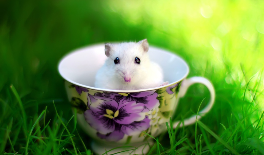 Белая мышь в чашке