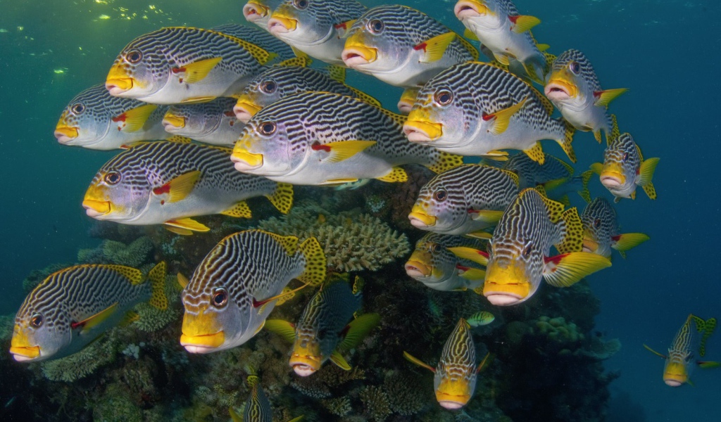 Коралловые разноцветные рыбы
