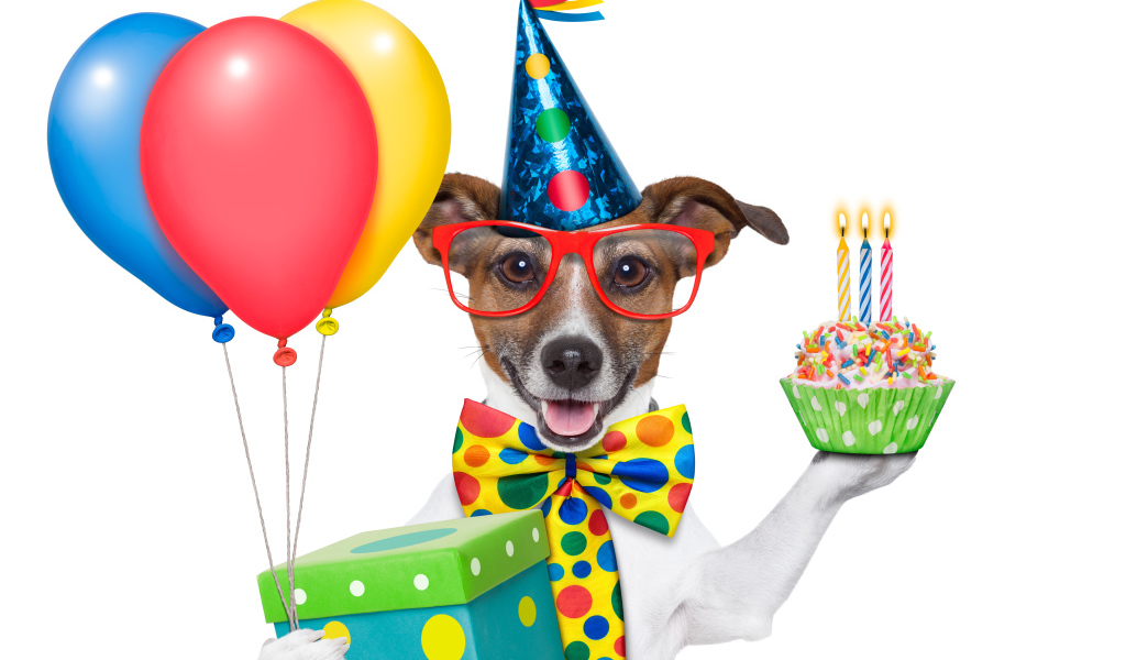 Весёлая собака на день рождения