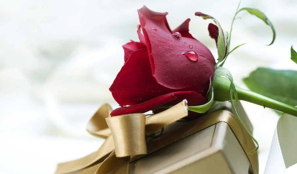 Красная роза и подарок на день рождения