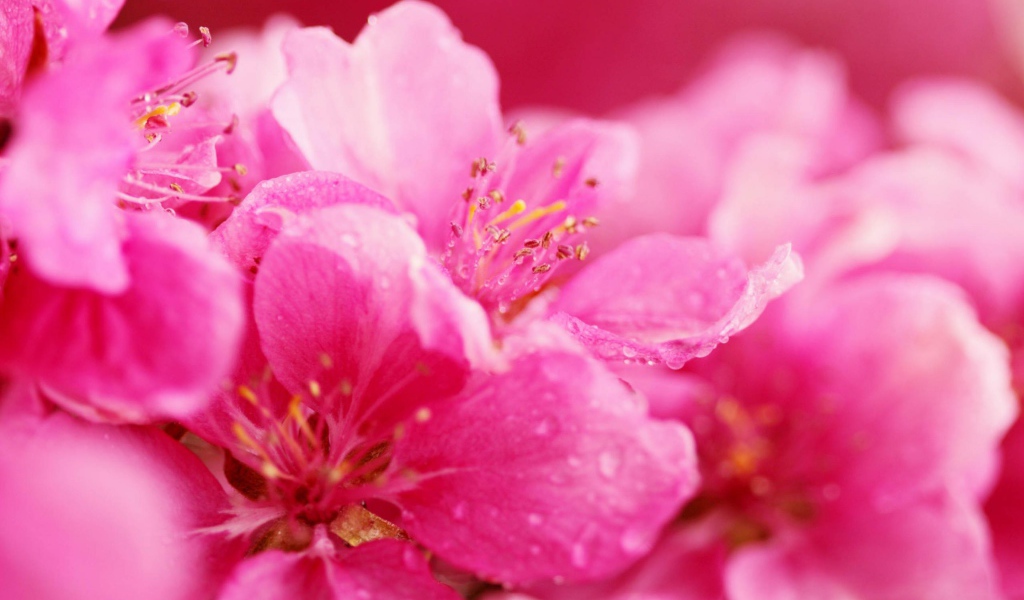 Весенние розовые цветы