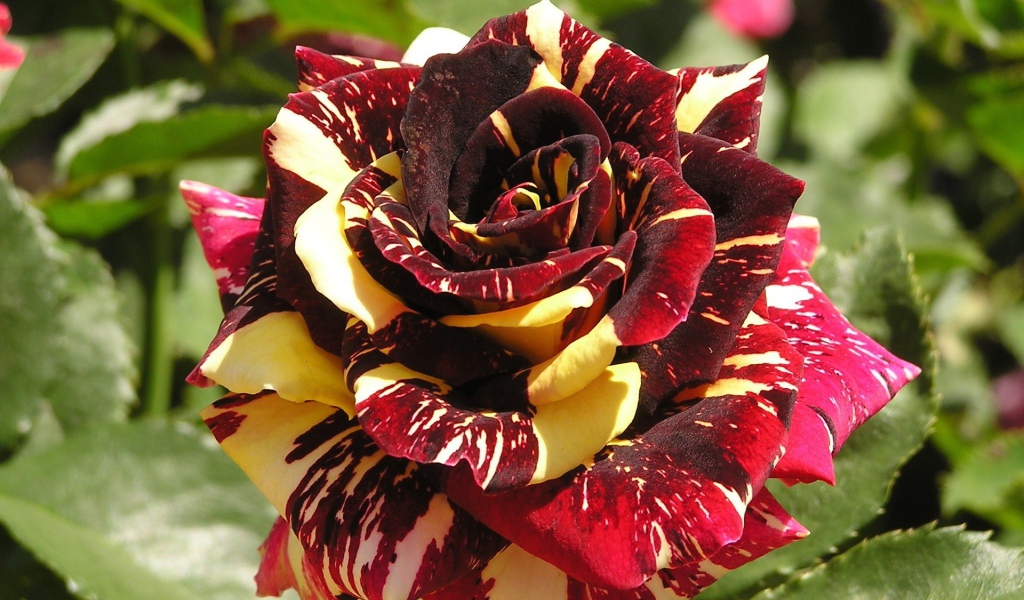 Разноцветная роза