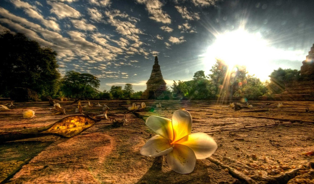 Цветы Тайланда