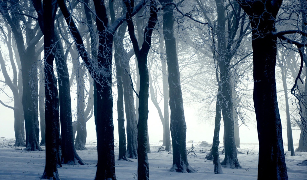 Силуэты деревьев в зимнем лесу