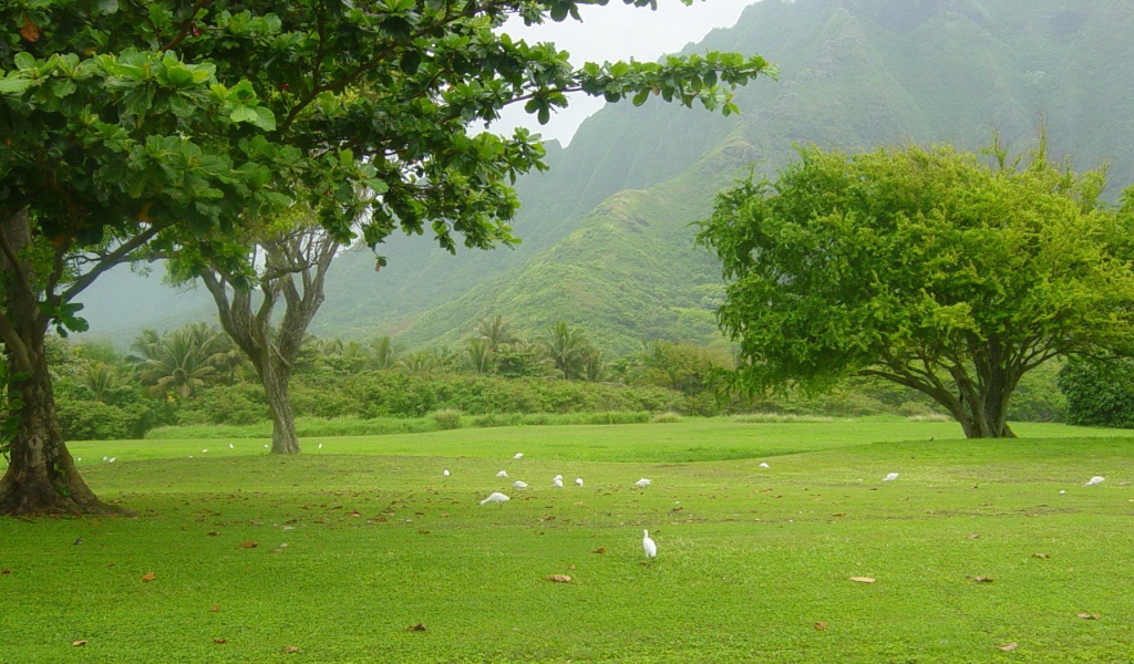 Белые птицы под деревьями