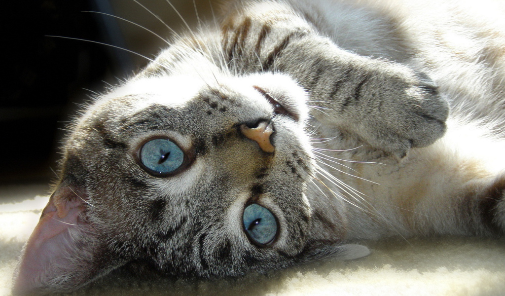 Голубые глаза у балийской кошки