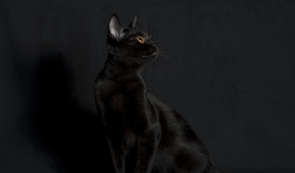 Черная бомбейская кошка на черном фоне