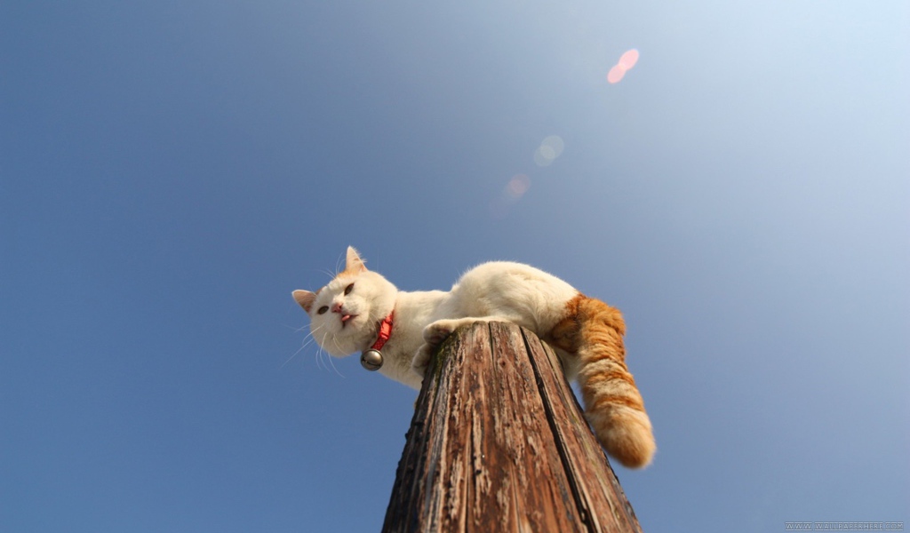 Кот на деревянном столбе