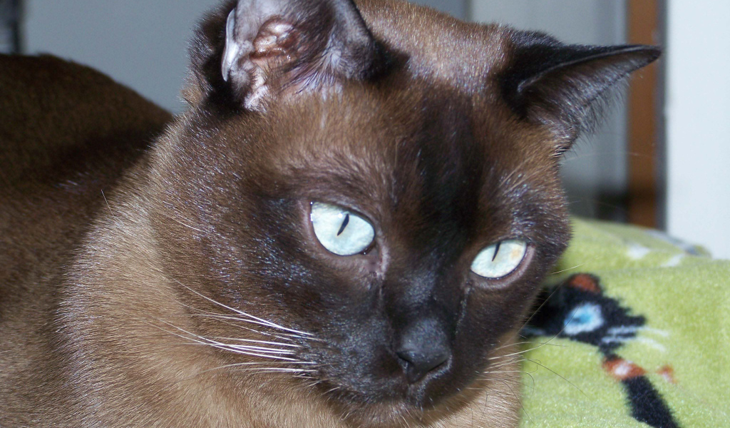 Темный окрас тонкинской кошки
