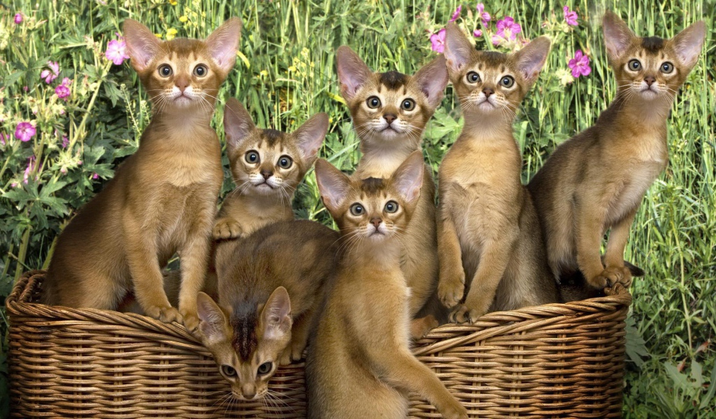 Shopping kittens Abyssinian