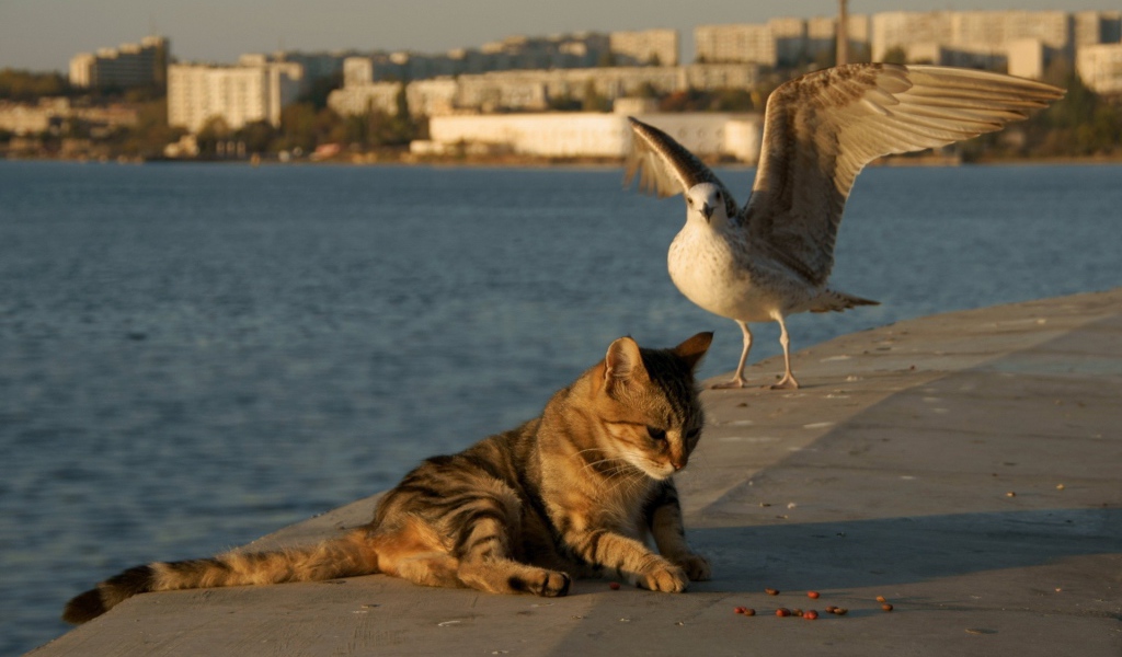 Чайка и кот на берегу