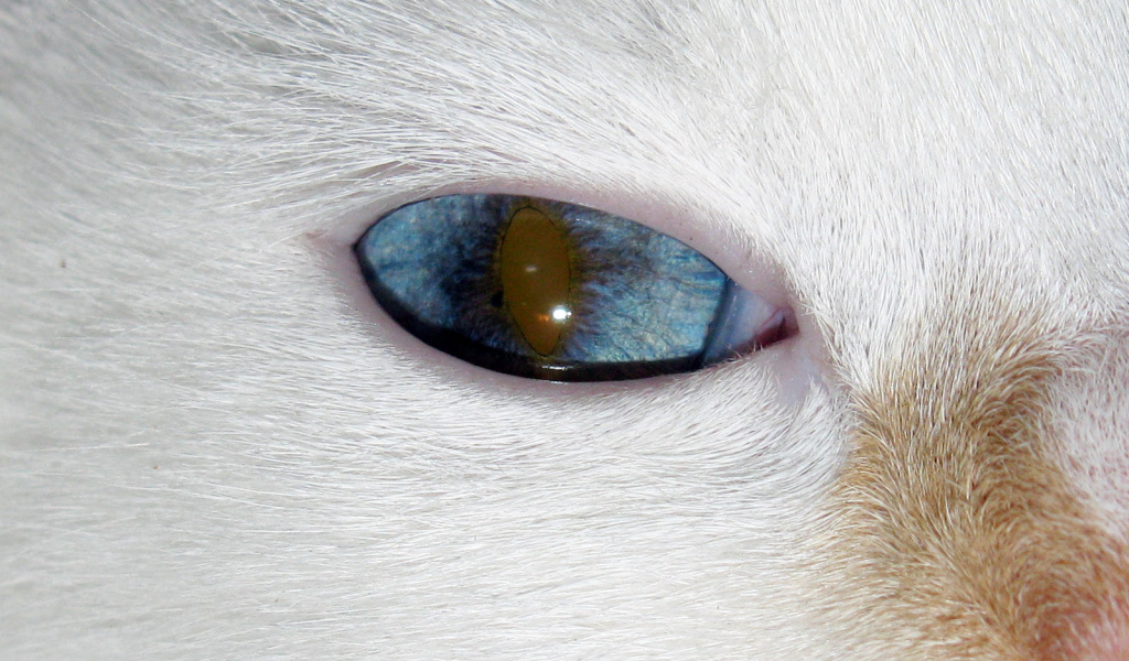Глаз кота турецкий ван
