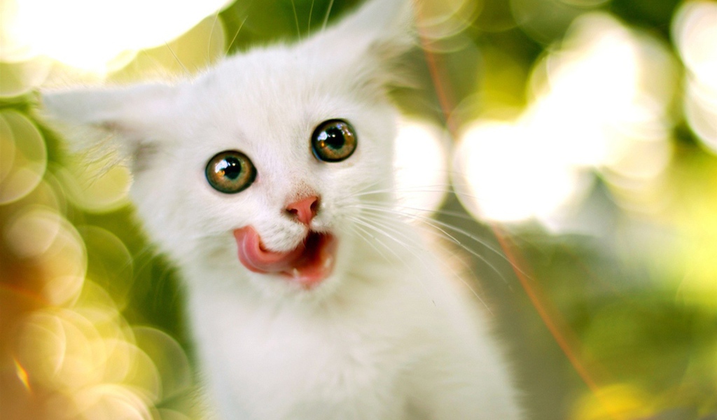 Белый котенок с круглыми глазами