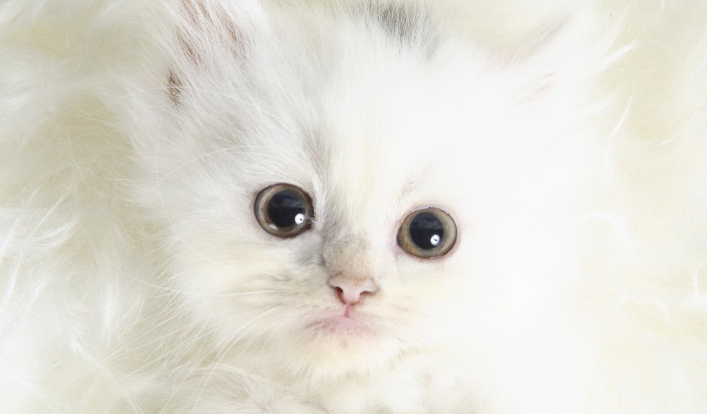Белый котенок с черными глазами