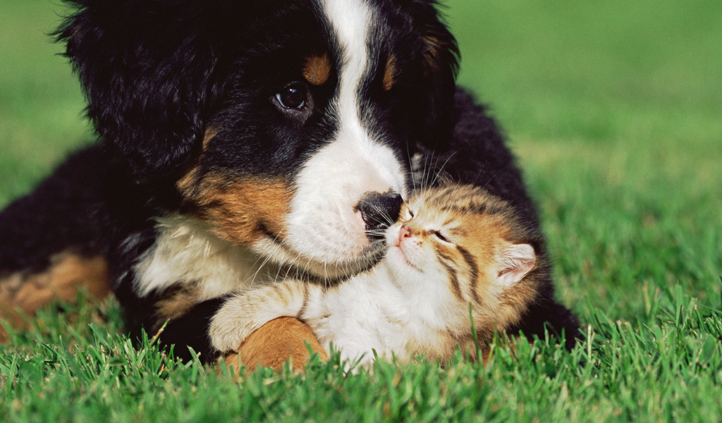 Дружба между собакой и котом