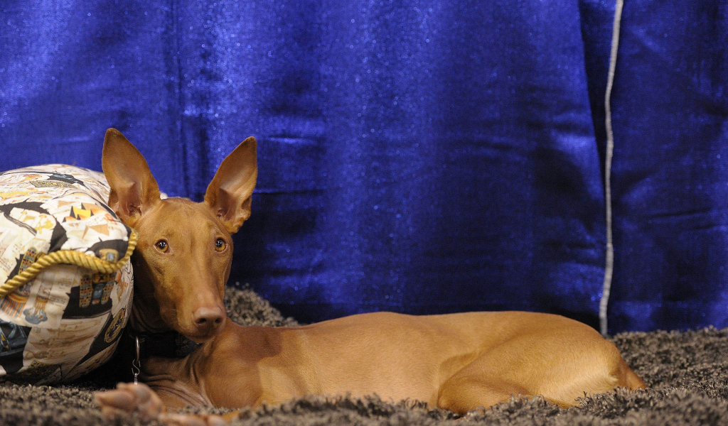 Фараонова собака фотомодель