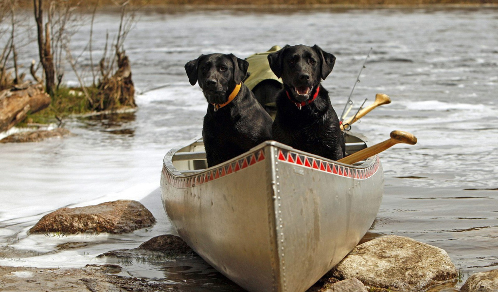 Черные собаки в лодке