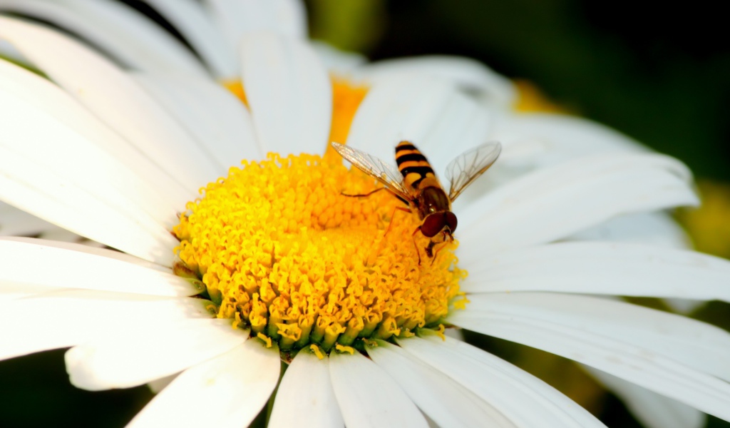 Пчела на ромашке